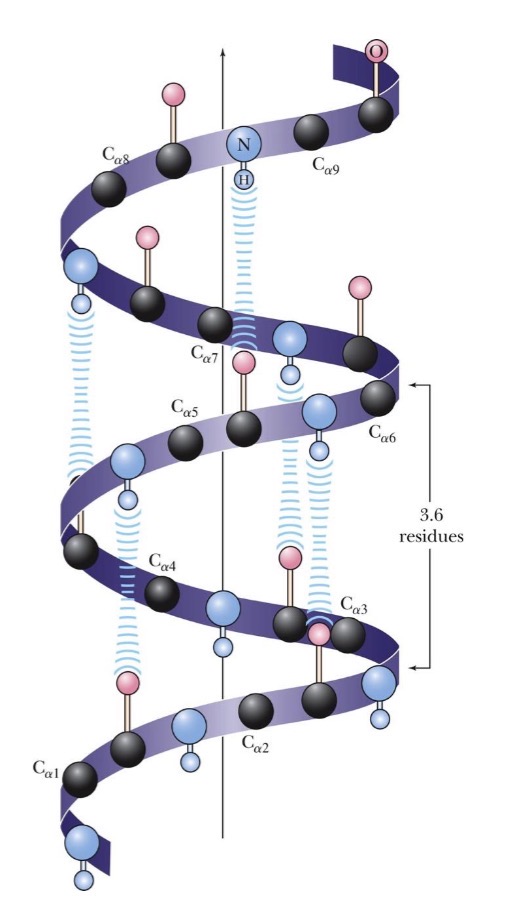 <p>alpha helices:</p><ul><li><p>upiquituous component of proteins</p></li><li><p>stabilized by H- bonds</p></li><li><p>phi: -60, psi: -45</p></li><li><p>residue n forms h-bond with the n+4 residue </p></li><li><p>residues per turn= 3.6</p></li><li><p>each amino acid extends 1.5 <span style="font-size: calc(var(--scale-factor)*22.34px);">Å along the helix axis</span></p></li><li><p><span style="font-size: calc(var(--scale-factor)*22.34px);">therefore rise per turn= 3.6 * </span>1.5 <span style="font-size: calc(var(--scale-factor)*22.34px);">Å = 5.4 Å</span></p></li><li><p><span style="font-size: calc(var(--scale-factor)*22.34px);">each peptides bond possess a dipole, meaning the alpha helix itself has a significant dipole moment</span></p></li><li><p><span style="font-size: calc(var(--scale-factor)*20.18px);">In a typical 𝛼-helix of n residues, there are n-4 hydrogen bonds</span></p></li></ul><p></p>