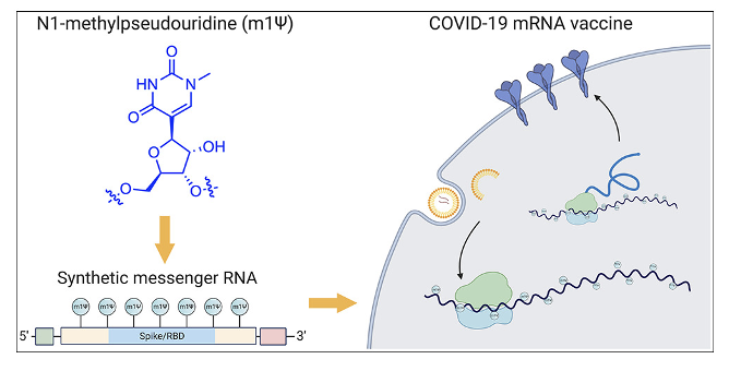 <p><span>by modifying bases.&nbsp; 5-methylcytidine (m5C), and pseudouridine (ψ) are the most preferred base-pair alterations because they lower immunogenicity while increasing translation efficiency.</span></p>