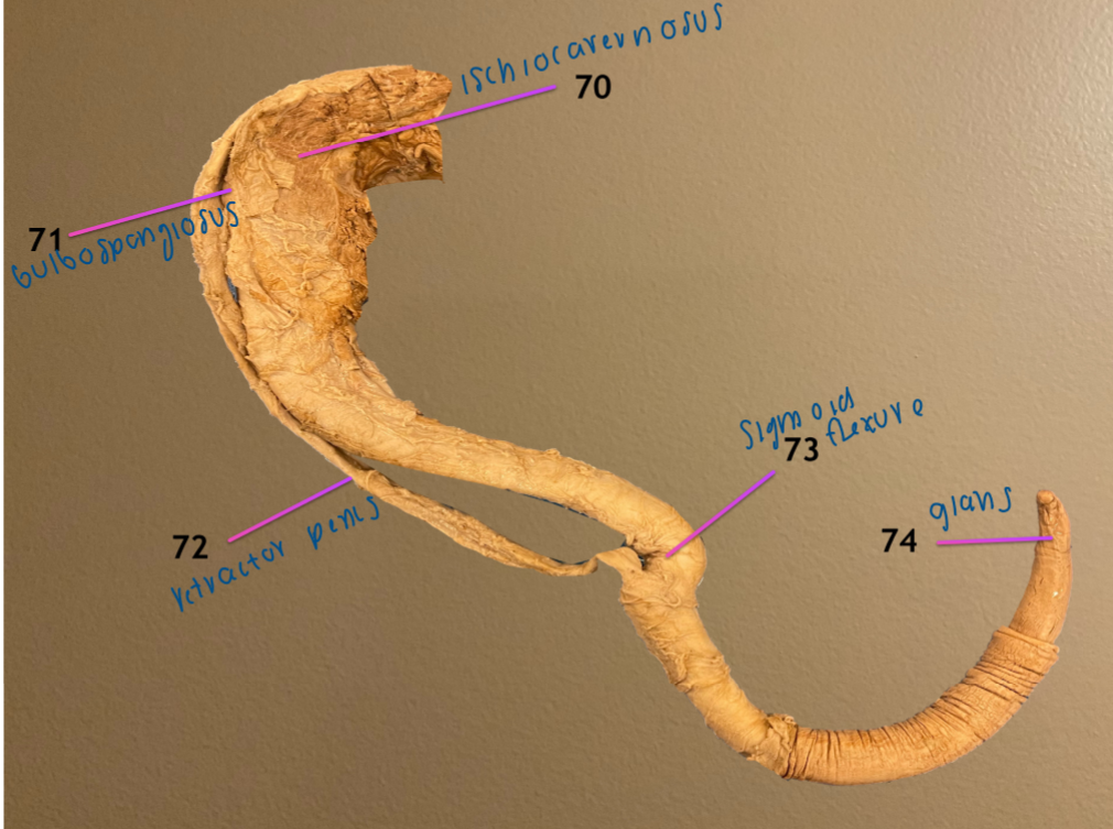 <ol start="70"><li><p>ischiocavernosus m.</p></li><li><p>bulbospongiosus m.</p></li><li><p>retractor penis m.</p></li><li><p>sigmoid flexure </p></li></ol><p>.</p><p>note: this is a bull penis</p>