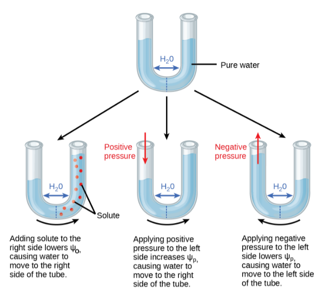 <ul><li><p><strong>Water potential (Ψw) = pressure potential (Ψp) - osmotic potential (Ψo)</strong></p></li><li><p><em>Water always moves from a higher Ψw to a lower Ψw</em></p></li><li><p>Equilibrium occurs when water potential inside = water potential outside</p></li><li><p>Ψo (osmotic potential) CAN NEVER BE POSITIVE! It can only be a negative number or zero, as it represents the attraction of water by solute.</p></li><li><p>Ψp (pressure potential) can be divided into three: </p><ul><li><p>Flaccid: Ψp = 0 Turgid: Ψp > 0 Tension: Ψp < 0</p></li></ul></li></ul><p></p>