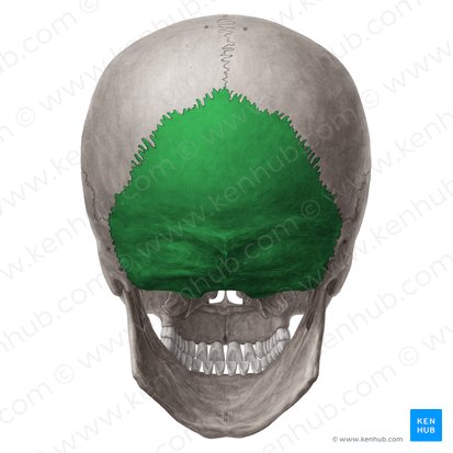 <p>What bone is this?</p>