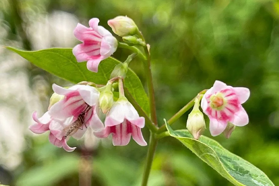 <p>flowers for a long time, fruits look like green bean/milkweed pod, <em>full sun, poor soil</em></p>