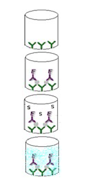 <p>• Antibody to target antigen is fixed to a microtiter plate</p><p>• Sample is added → antigens bind to antibody</p><p>• Non-specific unbound antigen is removed by rinsing</p><p>• Antibody linked to an enzyme is added →antibody binds to the antigen</p><p>• Unbound antibody-enzyme is removed by rinsing</p><p>• A colourless substrate is added  a coloured product is formed indicating a positive test</p><p></p><p></p><ul><li><p>used to measure the presence and/or concentration of an </p><ul><li><p>antigen, </p></li><li><p>antibody, </p></li><li><p>peptide, </p></li><li><p>protein, </p></li><li><p>hormone, </p></li><li><p>or other biomolecule in a biological sample.</p></li></ul></li><li><p>extremely sensitive, capable of detecting low antigen concentrations</p></li><li><p>ability to detect the interactions between a single antigen-antibody complex</p></li><li><p></p></li></ul><p></p>