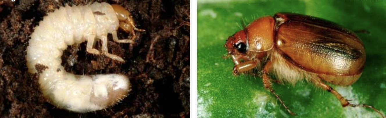 <p><strong>Type:</strong> Insect (beetle larva)<br><strong>Life cycle:</strong> Annual<br><strong>Key persistence / spread:</strong> Eggs laid in soil; larvae live underground<br><strong>Farming systems:</strong> Pastures (especially dairy and sheep)</p><p><strong> How to identify</strong></p><p>Damage appears first as patches of pasture that yellow, thin, and lift easily from the soil, particularly in late summer and autumn. Affected areas are often irregular and expand year by year.</p><p>When turf is pulled back, white, C‑shaped larvae are found just below the soil surface. These larvae have brown heads and three pairs of legs near the head end.</p><p>Bird activity, such as heavy pecking, often indicates infestation. Damage worsens in dry conditions when roots are already stressed.</p><p>Adults are brown beetles that fly at dusk in spring, but damage is caused almost entirely by the larval stage.</p>