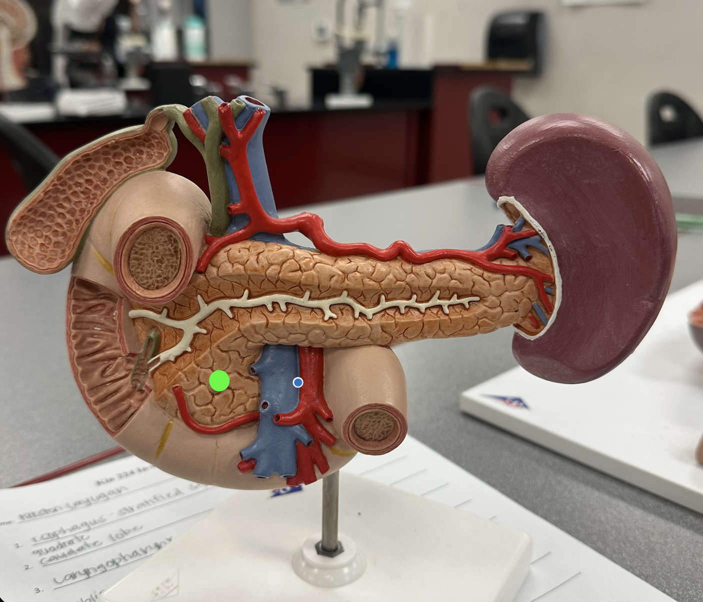 <p>Identify structure</p>