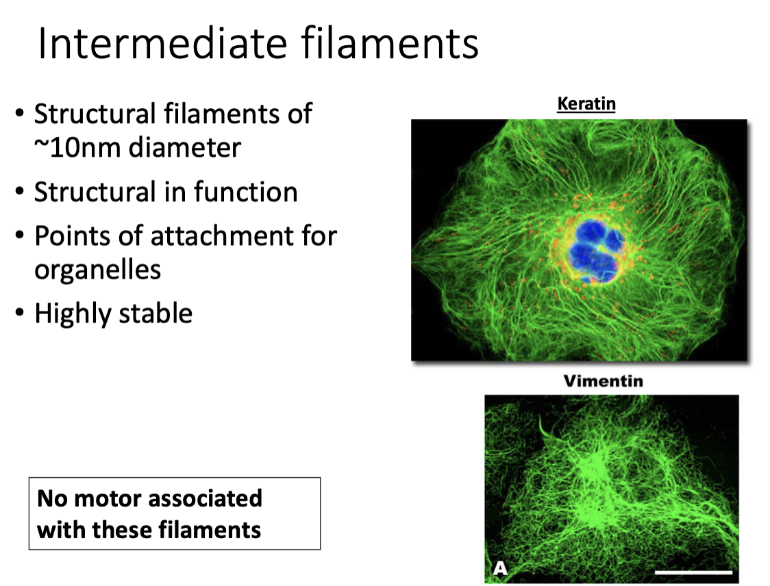 <ul><li><p>structural filaments (~10 nm diamerer)</p></li><li><p>STRUCTURAL in function (NO motor proteins associated w/these filaments) </p></li></ul><p></p>