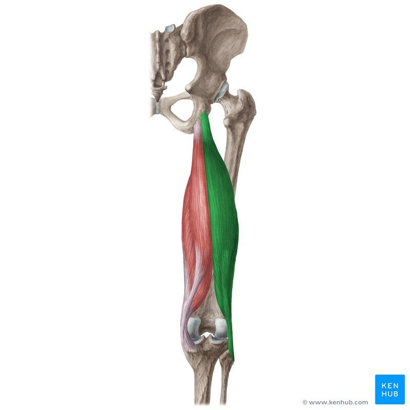 <p>Name of this muscle?</p>