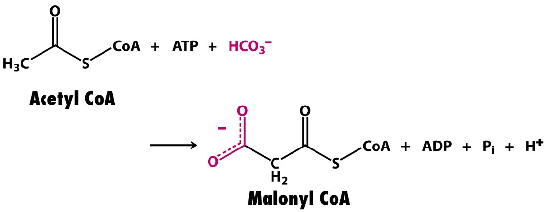 <p>Similar to Acetyl CoA, Has Malonyl group attached to CoA via high energy thioester bond </p><p>Think of it as ‘activated’ Acetyl CoA, REQ with AceCoA for initiating FA synthesis, and FA elongation</p>