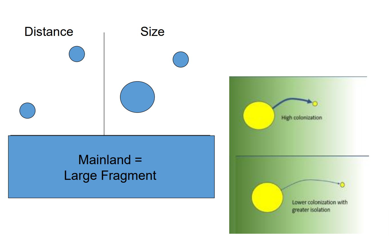 <p><strong><mark>Yes, habitat fragments function exactly like islands</mark></strong> </p><p>1.Distance (Isolation Effect)</p><ul><li><p><span><strong>Near Fragments</strong>: Patches close to the mainland have <strong>high colonization</strong> rates. Species can easily migrate or disperse to them.</span></p></li><li><p><span><strong>Far Fragments</strong>: Patches deep in isolation have <strong>lower colonization</strong> rates. Species struggle to cross the hostile gap.</span></p></li></ul><p>2. Size (Area Effect)</p><ul><li><p><span><strong>Large Fragments</strong>: Act like large islands. They hold larger populations, offer more resources, and have <strong>lower extinction rates</strong>.</span></p></li><li><p><span><strong>Small Fragments</strong>: Act like tiny islands. They hold fewer resources and experience <strong>higher extinction rates</strong> due to random environmental shocks</span></p></li></ul><p></p>