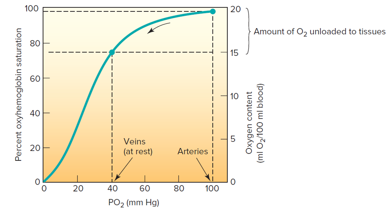 <p>Sigmoidal curve (S shaped)</p><p>This curve relates to how much oxygen we can take into the tissue at any given partial pressure</p><p>Factors that affect this curve include:</p><ul><li><p>pH (decrease in pH = lower hemoglobin-oxygen binidng strength, curve shifts right)</p></li><li><p>Temperature (increasing blood temp = lower hemoglobin-oxygen binding strength, curve shifts right)</p><ul><li><p>Diphosphoglyceric acid</p></li></ul></li></ul><p></p>