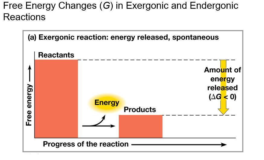 <p>An exergonic reaction proceeds with a net release of free energy and is spontaneous; ΔG is negative. </p><p>Ex: Overall reaction for cellular respiration:</p><p>C<sub>6</sub>H<sub>12</sub>O<sub>6</sub> + 6O<sub>2</sub> → 6CO<sub>2</sub> + 6H<sub>2</sub>O; ΔG = —686 kcal/mol</p>