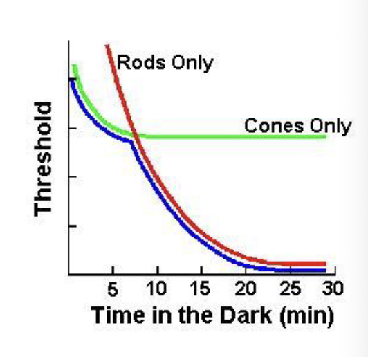<p>Experiment for rod adaptation</p><ul><li><p><span style="color: rgb(243, 239, 239);">Must use a rod MONOCHROMAT (a person with no CONES).</span></p></li><li><p><span style="color: rgb(243, 239, 239);">Sensitivity INCREASES (i.e., threshold decreases) for about 25 minutes and then levels off (red curve)</span></p></li></ul><p></p>