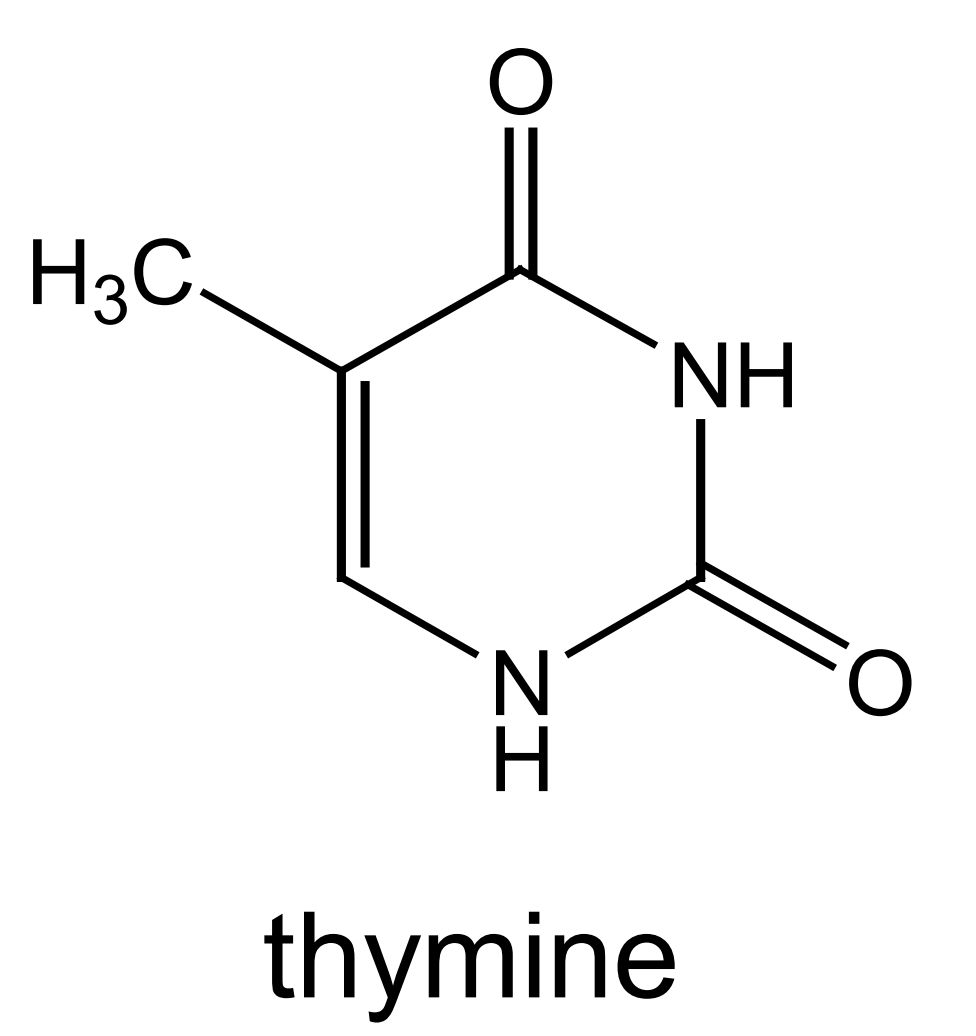 <p>this is the structure of thymine - mark where on the molecule thymine bonds to deoxyribose and its base partner:</p>