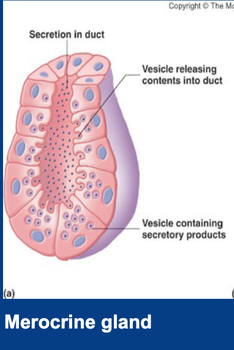 <p>Secretion mechanism where contents are released via exocytosis or active transport (w/ ATP) without cell damage (loss of cytoplasm).</p><p>- ie. sweat glands</p>