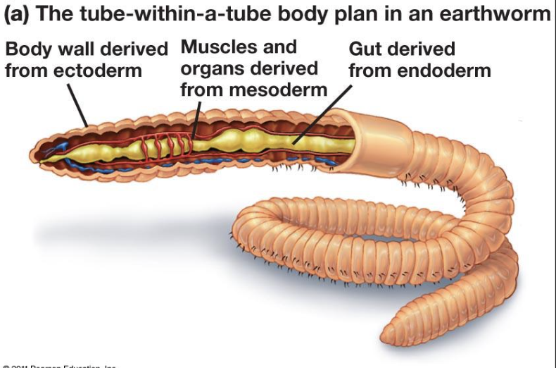 <p>The basic body plan design of like an inner tube within an outer tube</p>