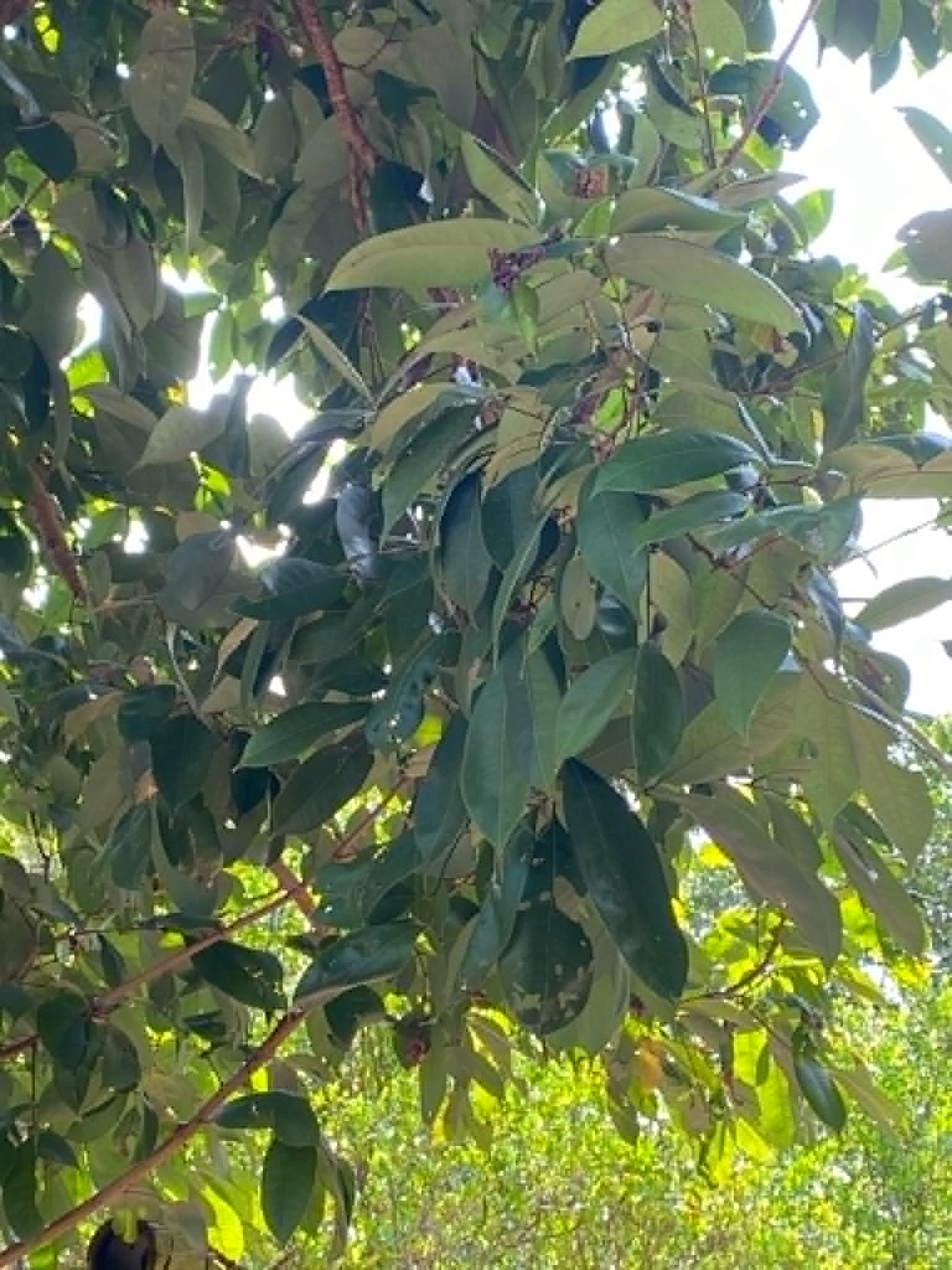 <p>Lychee</p><p>Sapindaceae</p><p>Tree</p><p>Sexual</p><p>Perennial</p>