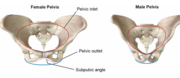 <p>aperture formed by the superior ramus of pubis, ilium, and sacrum </p><p>larger and rounder in biological female - childbirth</p>