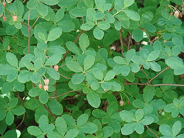 <p>False azalea </p>
