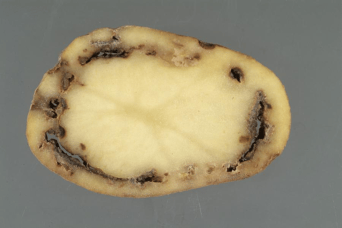 <p>A bacterial infectious disease that affects plants</p><p>- Rots vascular tissue and wilts foliage</p><p>- Diagnosed via observation</p><p>- Prevent through proper hygiene and avoiding waste</p>