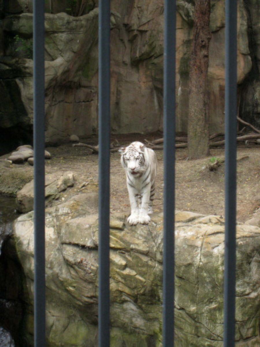 <p>TRANSLATION: ограниченная среда</p><p>DEFINITION: a space that is not large or natural enough for an animal</p><p>EXAMPLE: A small cage is a ........................ for an animal that needs to run. Маленькая клетка — это ОГРАНИЧЕННАЯ СРЕДА для животного, которому нужно бегать.</p>