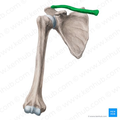 <p>Name two shoulder girdle muscles</p>