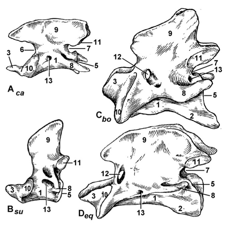 <p>Type the latin name of the part in 3.</p>