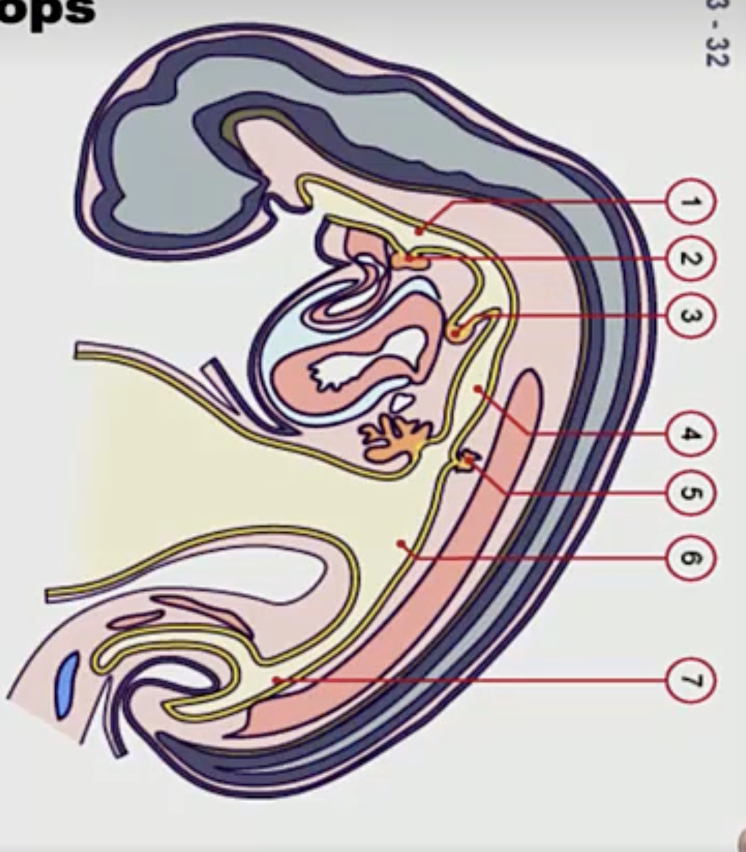 <p>After cranio-caudal folding, this is what the fetus looks like. The gut tube develops into many different numbered structures. Number each:</p>