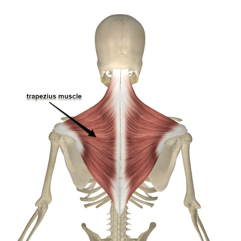 <p>Trapezius</p>