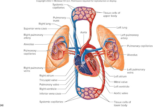 <p>Tricuspid valve</p>