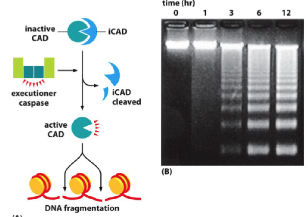 <p><strong>CAD</strong>, en DNase, som aktiveres når dens inhibitor kløves.</p>
