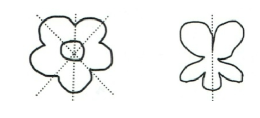 <p>floral symmetry</p>