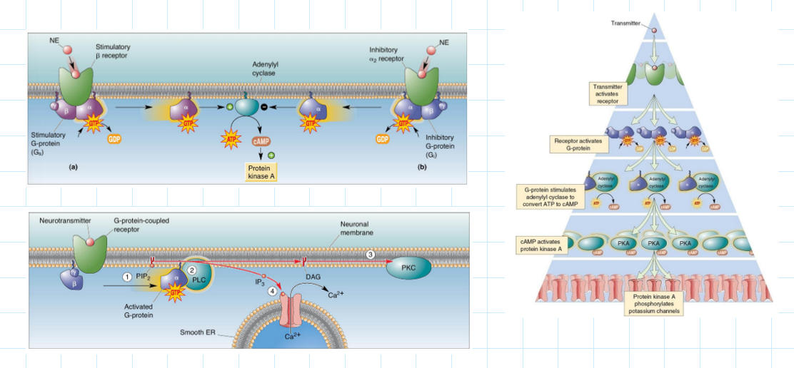 <p>so yk the basics but now…</p><p></p><ol><li><p><strong><u>Push Pull signaling</u></strong></p></li></ol><p>Two different G proteins control the same enzyme (cAMP) but in opposite ways</p><p>a) Gs</p><ul><li><p>activates cAMP and PKA</p></li></ul><p>b) Gi</p><ul><li><p>inhibits cAMP and PKA</p></li></ul><p></p><ol start="2"><li><p><strong><u>Gq</u></strong></p></li></ol><p>Calcium pathway</p><ul><li><p>Gq activates phospholiphase (PLC)</p></li><li><p>PLC splits one molecule into IP3 and DAG</p></li><li><p>Then = </p><ul><li><p>Ip3 goes to the ER and releases Ca2+</p></li><li><p>DAG activates PKC</p></li></ul></li><li><p>Final = calcium rises and there is an activation of enzymes</p></li></ul><p></p><ol start="3"><li><p><strong><u>Amplification pyramid </u></strong>= small signal leads to big response</p></li></ol><p></p>