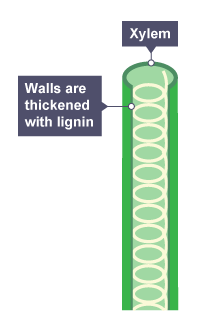 <ul><li><p>Found in roots, stems, and leaves</p></li><li><p>Made up of dead cells joined together → creates continuous tube</p><ul><li><p>Strengthened with lignin</p></li><li><p>Hole along tube — bordered pits</p><ul><li><p>Lignin = strong and waterproof → water doesn’t leave</p></li><li><p>Except bordered pits — allows minerals to go to specific parts of plant</p></li></ul></li></ul></li><li><p>Allows movement of water and mineral ions from roots → stem and leaves — evaporates and leaves plant</p><ul><li><p>Transpiration stream</p></li></ul></li></ul><p></p>