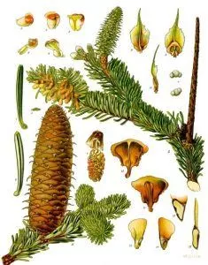 <p>Tanne</p>