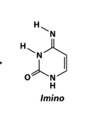 <p>Imino and a hydrogen bond with adenine </p>