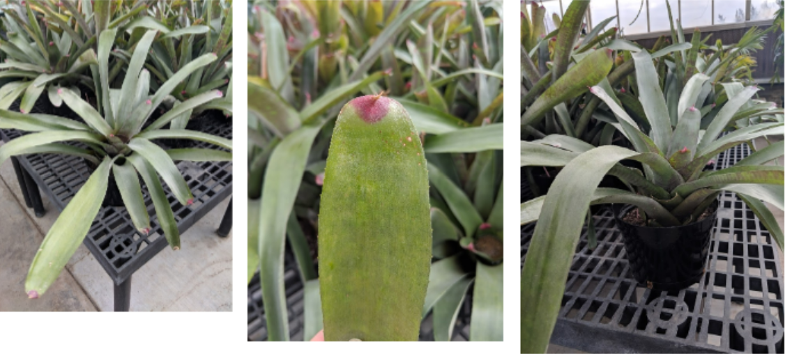 <p>Painted Fingernail Bromeliad</p>