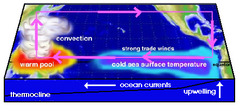 <p>change in air pressure, wind patterns, ocean temperature, and ocean circulation in the Pacific Ocean; with colder water</p>