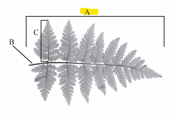 <p>The entire leaf of a fern, typically consisting of a stipe and pinnae.</p>