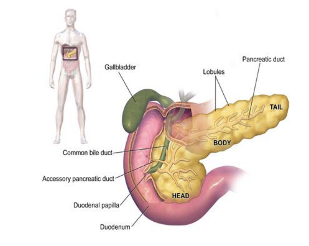 <p>● Adjacent to pylorus of stomach inferiorly and to the duodenal bulb medially </p><p>● Receives bile from the liver via the common bile duct </p><p>● Main pancreatic duct meets with common bile duct near the ampulla of Vater, feeding digestive juices into duodenal bulb </p><p>● Sits on superior mesenteric artery and vein anteriorly </p><p></p><p><strong>**</strong>The <u>pancreas lacks any significant capsule</u> other than the visceral peritoneum around it. This, in addition to being adjacent to the superior mesenteric artery and vein, <u>makes pancreatic cancers particular deadly</u></p><p></p><p><strong>Exocrine function:</strong> Pancreatic juices are secreted into the duodenum via the main pancreatic duct </p><p><strong>Endocrine function:</strong> Insulin and glucagon secrete directly into the bloodstream to regulate blood sugar metabolism</p>