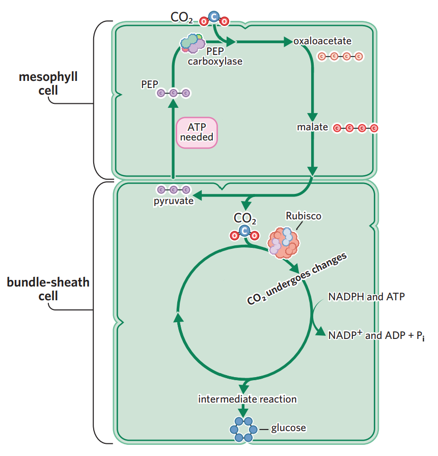 <ul><li><p>LDS is exactly the same as C3 plants. however, LIS/calvin cycle is seperated into two different cells - a mesophyll cell and a bundle sheath cell.</p><ol><li><p>in mesophyll cell, CO2 enters. the enzyme PEP carboxylase (not rubisco, bc PEP carboxylase has no affinity to bind to O2) adds the carbon from CO2 to a PEP molecule (3C), fixing it into oxaloacetate (4C).</p></li><li><p>oxaloacetate (4C) is converted into malate (also 4C, but capable of being transported to bundle sheath cells). → malate transported to bundle sheath cells, creating high concentration of CO2 (in form of malate), meaning photorespiration is minimised.</p></li><li><p>in bundle sheath cell, rubisco breaks down malate + releases CO2 → this CO2 then enters calvin cycle like C3 plants.</p></li><li><p>Pyruvate formed from the breakdown of malate is transported back to the mesophyll cell and converted to another molecule, PEP, with the help of ATP</p></li><li><p>PEP is then ready to contribute to the fixation of CO2 and production of oxaloacetate and the cycle continues all over again.</p></li></ol></li></ul><ul><li><p>example - maize, sugarcane</p></li><li><p>higher efficiency in hot, high light intensity environments. however, more ATP is required to convert pyruvate to PEP for the initial carbon fixation → C4 plants use more energy than C3 plants in photosynthesis.</p></li><li><p>requires more ATP to cycle PEP</p></li></ul><p></p>