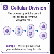 <p>The process where one cell divides to form new cells.<br>Example: Cell division helps the body grow and repair damaged tissue.</p>