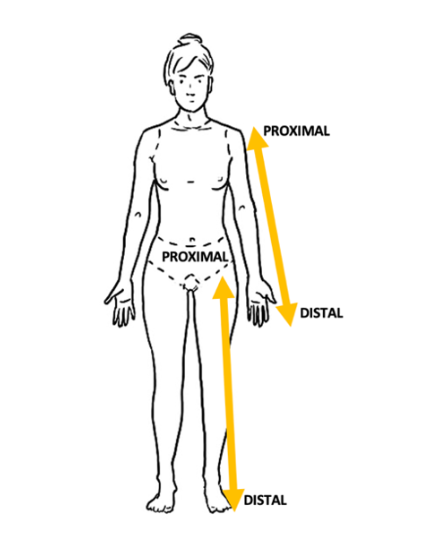 <p>Farther from the point of attachment, such as the shoulder or hip.</p>