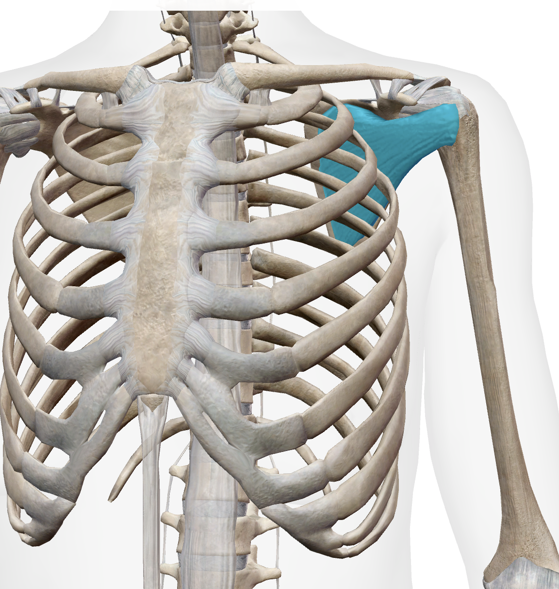 <p>Muscle, Innervation, Action </p>