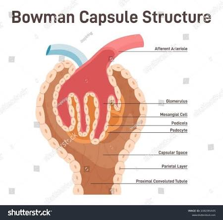 <ul><li><p>structure at the start of nephron that surrounds the glomerulus, a bundle of capillaries</p></li><li><p>blood enters the glomerulus via afferent arteriole and exits via efferent arteriole to the vasa recta</p></li><li><p>diameter of arterioles regulate glomerular blood pressure and amount of fluid filtered into Bowman’s Capsule </p></li><li><p>The afferent arteriole is usually wider than the efferent arteriole, helping maintain high pressure in the glomerulus for filtration.</p></li></ul><p></p>