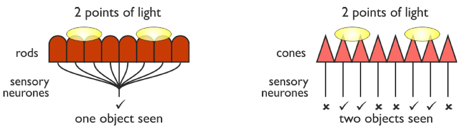 <ul><li><p><strong>Rod cells: </strong>poor acuity due to high density in periphery of retina &amp; retinal convergence</p></li><li><p><strong>Cone cells:</strong> good acuity due to high density in fovea &amp; 1:1 connections with bipolar neurones</p><ul><li><p>fovea = centre of retina → receives highest light intensity</p></li></ul></li></ul><p></p>