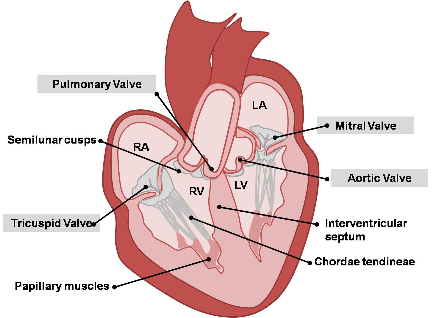 <ul><li><p>how the blood is able to be pumped effectively for one way flow </p></li><li><p>Valve between the atrium and its ventricle and another at the exit of each ventricle into the great artery </p></li><li><p>No valves that the great veins empty into atria </p></li><li><p>Each valve has two or three fibrous flaps called cusps or leaflets that are covered in endocardium </p></li></ul><p></p>