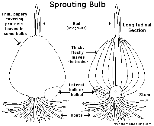 <p>modified stem for onion</p>