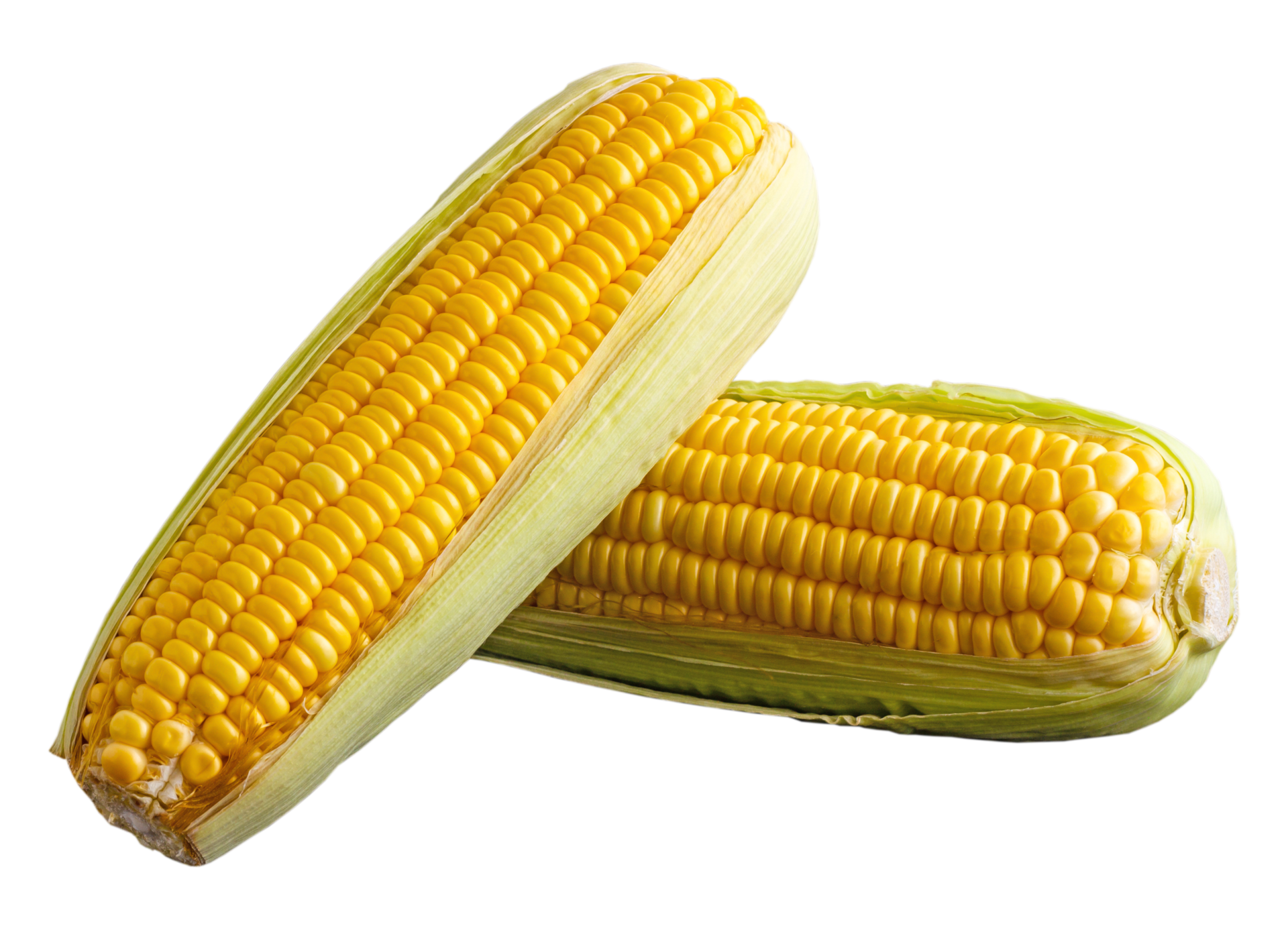<p>Silver King Corn </p>