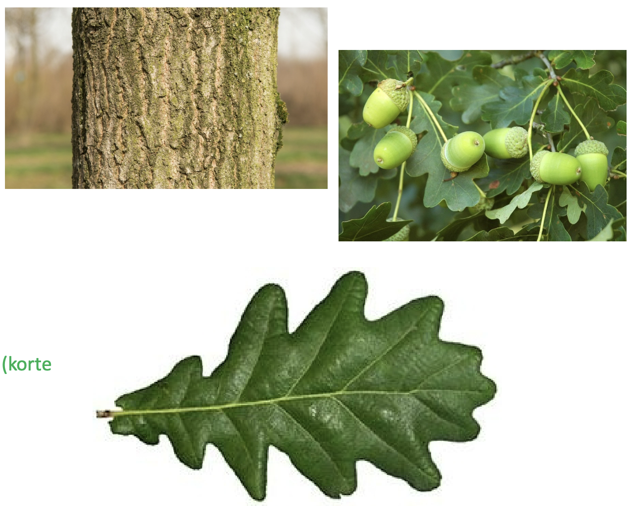 <p>(Inheems, eiken-berkenbos, beukenbos, hardhoutooibossen en eiken-haagbeukenbos)</p>
