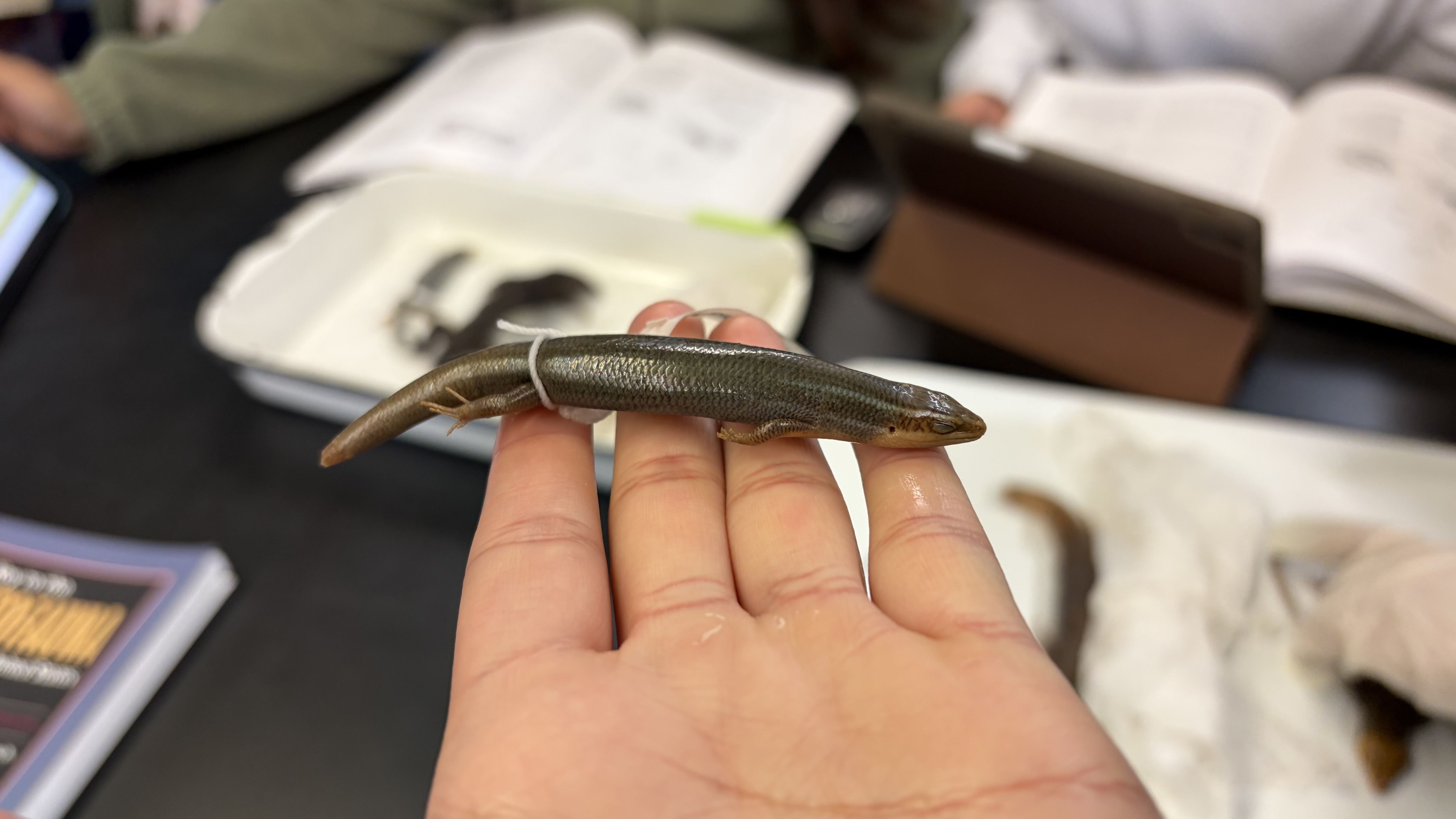 <ul><li><p>has two lines going from the back of its eyes to the shoulders; then two more lines next to them going to the shoulder= <strong>4 lines—> think tetra</strong></p></li><li><p>has an enlarged post-mental scale</p><ul><li><p>means it has one single large scale on it’s “chin”</p></li></ul></li></ul><p></p>